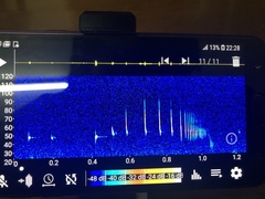 Pipistrellus abramus