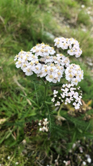 Achillea millefolium