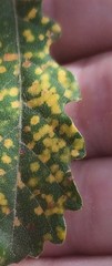 Puccinia lagenophorae