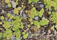 Sedum annuum