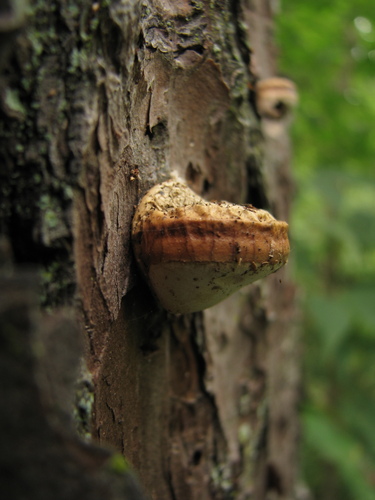 Veiled Polypore