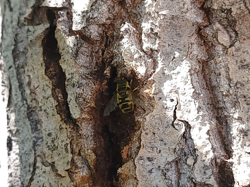 Unknown species found near Meridian, ID 83646, USA