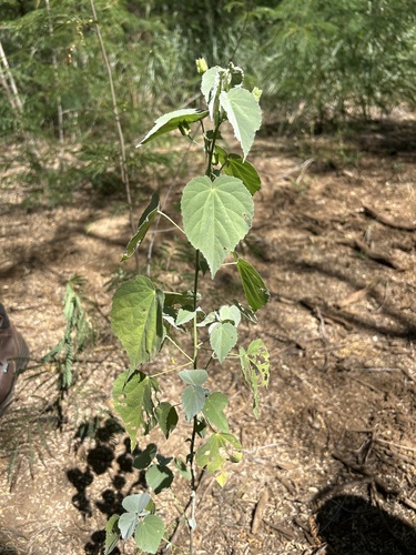 Abutilon incanum observed 2025-03-24