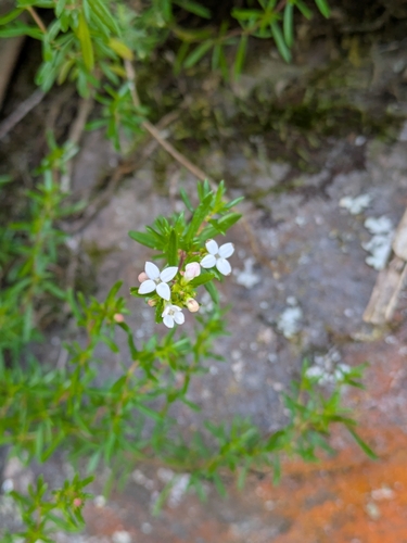 Arcytophyllum thymifolium, photograph 6