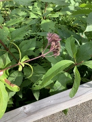 Eutrochium maculatum