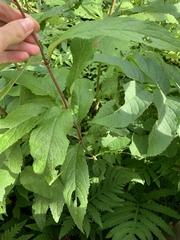 Eutrochium maculatum