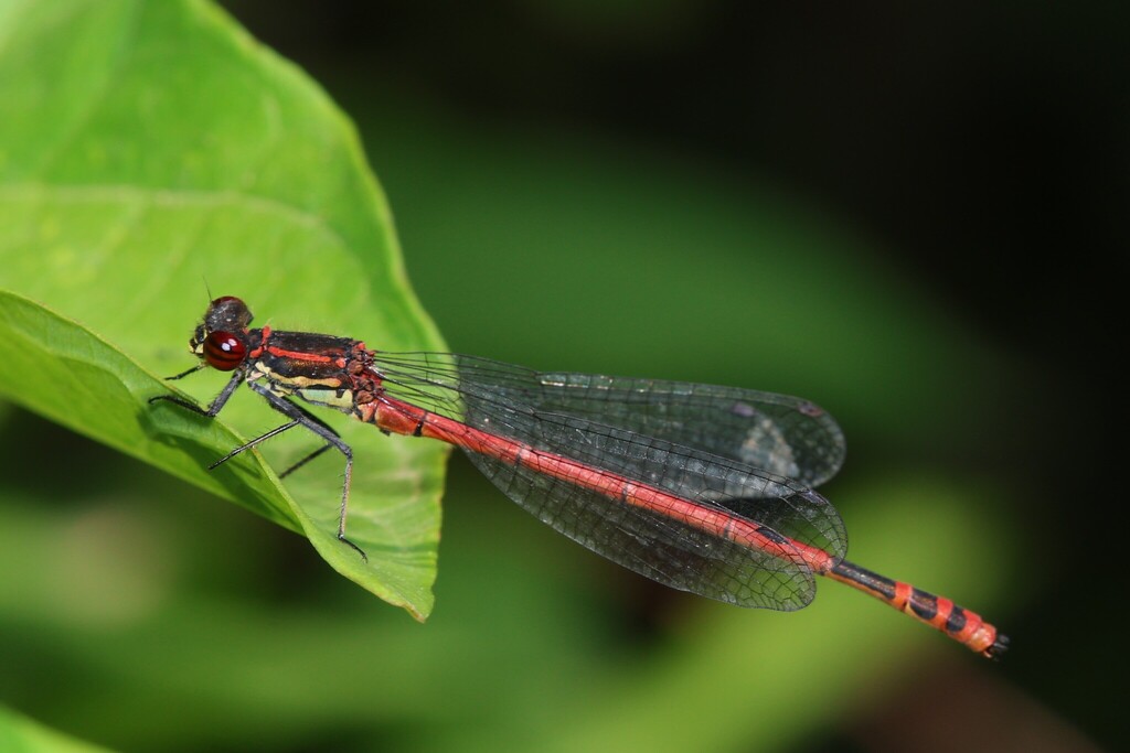 Greek Red Damselfly