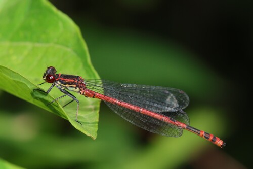 Pyrrhosoma elisabethae