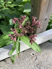 Eutrochium maculatum