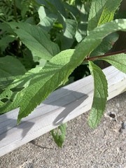 Eutrochium maculatum