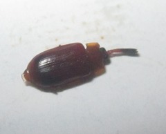 Cephaloleia dilaticollis