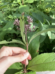 Eutrochium maculatum