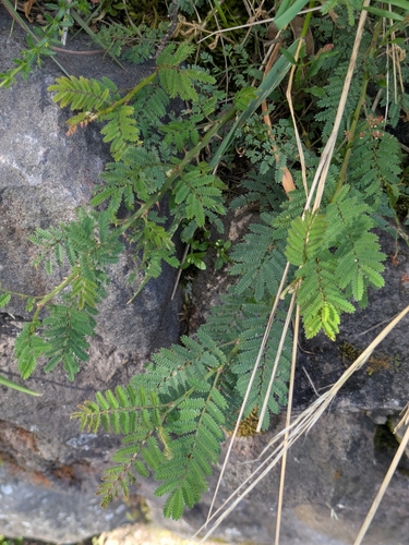 Mimosa quitensis, photograph 4