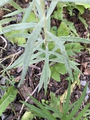 Anaphalis margaritacea