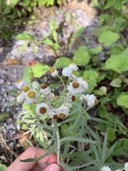 Anaphalis margaritacea