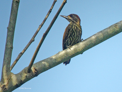 Chloropicus lugubris