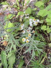 Anaphalis margaritacea