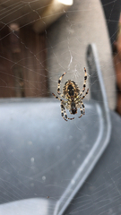 Araneus diadematus