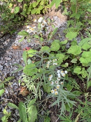 Anaphalis margaritacea