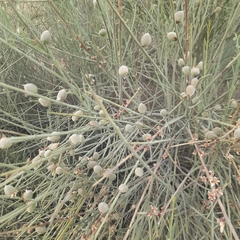 Prunus scoparia