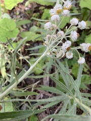 Anaphalis margaritacea