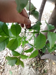 Melicoccus bijugatus