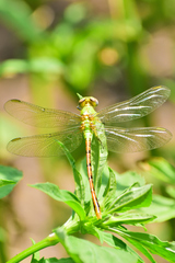 Erpetogomphus crotalinus