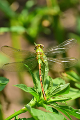 Erpetogomphus crotalinus
