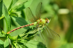Erpetogomphus crotalinus