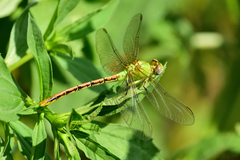 Erpetogomphus crotalinus