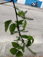 Melicoccus bijugatus