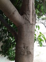 Melicoccus bijugatus