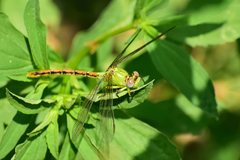 Erpetogomphus crotalinus