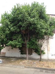 Melicoccus bijugatus