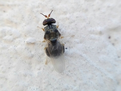 Cosmariomyia