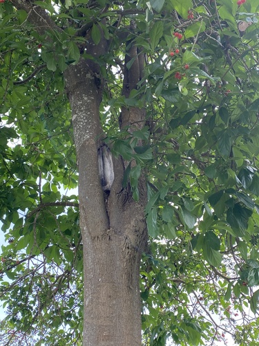 Cordia collococca - Whole tree
