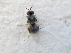 Cosmariomyia