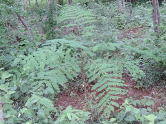 Albizia sinaloensis