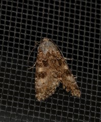 Heliothis punctifera