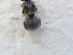Cosmariomyia