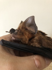 Hipposideros armiger terasensis