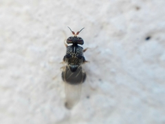 Cosmariomyia