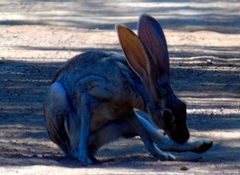 Lepus alleni