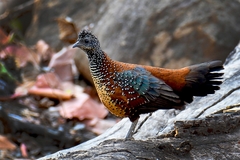 Galloperdix lunulata