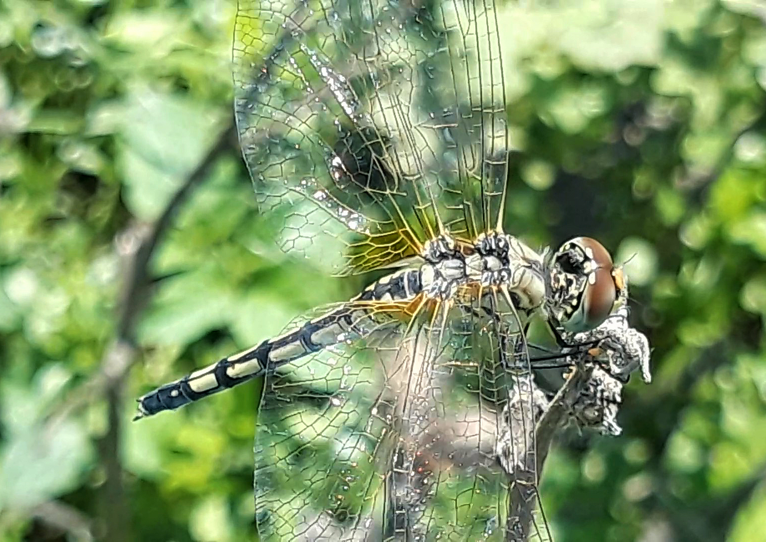Long-Legged Marsh Glider