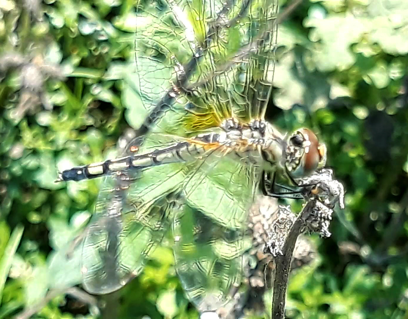 Long-Legged Marsh Glider
