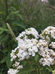 Stevia serrata