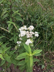 Stevia serrata