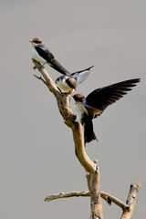 Hirundo smithii