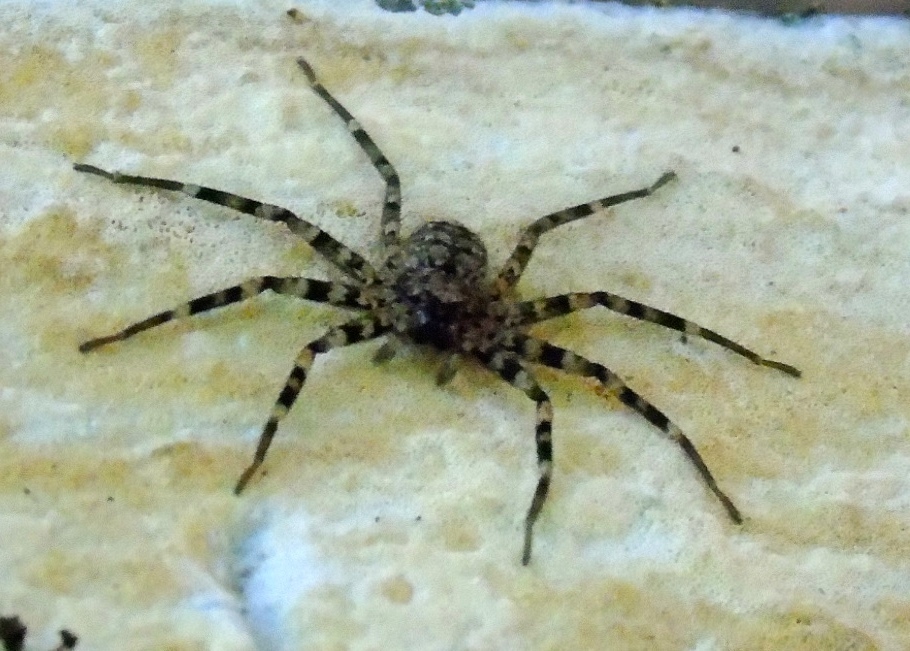 wall crab spiders